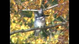 秋のヤマセミ　Crested Kingfisher 1