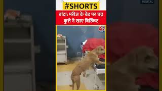 Uttar Pradesh के Banda में मरीज के बेड पर चढ़ कर खाए बिस्किट #shorts #shortsvideo #shortviralvideo
