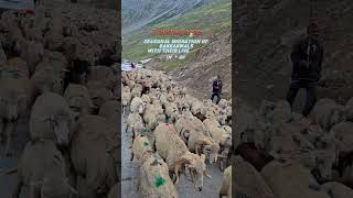 Transhumance of Bakkarwals: A Journey Through the Mountains of J\u0026K