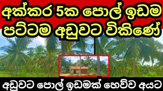 අක්කර 5 ක පොල් ඉඩම පට්ටම අඩුවට | Pol idam | Coconut land | Agriculture land | Land for sale | idam