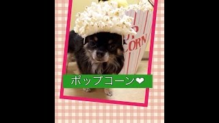 もしも映画に行けるなら？！If If go to movie⁈愛犬チワワの＊クマ＊Dog Chihuahua * kuma *