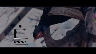 SAUCEMAN - 鳥4-tori-  [official music video]