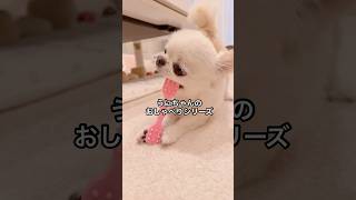 聞こえなくもない😂 #shorts #チワワ #しゃべる犬 #癒し