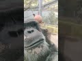 聖月🕯⑤チンパンジー・ギンくん・スグルくん★chimpanzee・・・沖縄こどもの国・okinawa zoo u0026 museum 20211201