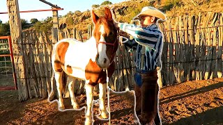 How To Move Cows With HANK STEEL | Playing cowboy for the day