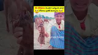 🙄వింతగా పుట్టిన అరుదైన జీవులు | amazing facts#virelshorts