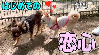 🔴生後8カ月チワワはじめての恋心@ドッグラン【後編】【可愛い】【dog】【puppy】