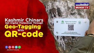 Jammu and Kashmir : Symbol of Kashmir's Natural Heritage, Chinar Trees to be Geo-Tagged | Munsif TV