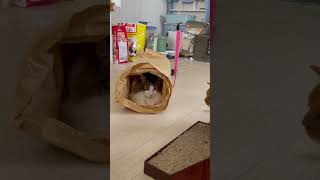 隠れてるつもり　　　ダイソー100均　猫グッズ　猫トンネル　紙トンネル　保護猫　ノルウェージャンフォレストキャット