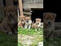 Cute puppy#dog#4kviral vedio