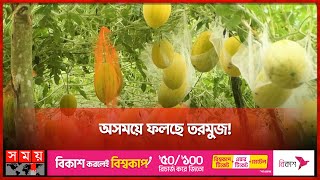 বর্ষায় মাচায় ঝুলছে তরমুজ! | Watermelon Farming | Patuakhali | Somoy TV