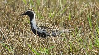 1080430桃園大園溼地已轉換成繁殖羽的金斑鴴（Pluvialis fulva）