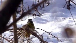 ムビる05891 雪の中採餌するアオジ aoji