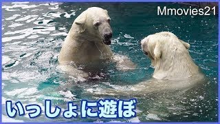 プールに誘うララ　なかなか応じないリラ　ホッキョクグマおやこ