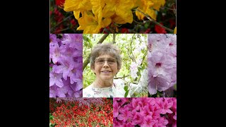 My Life in Azaleas and Rhododendrons - A nurseryman’s daughter