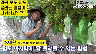 [한국농수산TV] 막판 포도의 당도 올리는 비법이 그거라고? 문의 010-5370-8810