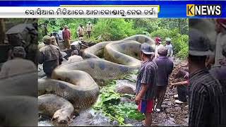 ବିଶ୍ୱର ସର୍ବାଧିକ ବଡ ସାପ ଆନାକୋଣ୍ଡାକୁ ନେଇ ସୋସିଆଲ ମିଡିଆରେ ମିଥ୍ୟା ଗୁଜବ ||Knews Odisha || Knews Odisha