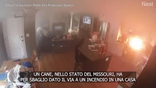 Cane appicca un incendio per sbaglio, salvato dai pompieri