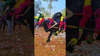 108 சிவன்🖤ஜாக்கி நிற்கும் காட்சி மாஸ்🔥high jump.❤️‍🔥#mass #jallikattu @R15Kodi