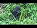 金剛寶寶ringo親近tayari阿姨👶🏻🦍💕baby gorilla ringo is close to auntie tayari