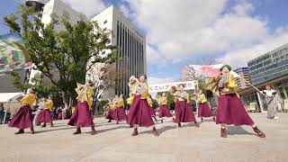 さがこい連　ふくこいアジア祭り2023　2023年11月19日　天神中央公園貴賓館前広場