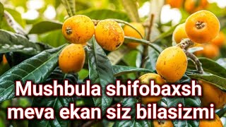 Mushmula Shifobaxsh Meva Siz Bilasizmi ?