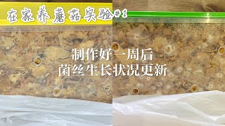 【在家养蘑菇实验#1】2 - 粉色平菇和杏鲍菇一周的菌丝生长更新