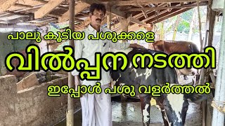 ഏഴു പശുക്കൾക്ക് കുളമ്പ് കേട് ഇവൾക്ക് മാത്രം ഇല്ല /miyafarm kichan vlog