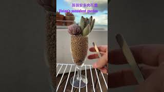 Succulent arrangement In glass🪴月免耳·迷你蓮．尼可莎的無孔玻璃杯🍹3