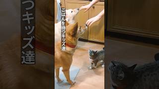 ごはんー！ごはんー！ #shorts #雑種犬 #雑種猫