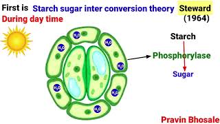 Opening and Closing of Stomata