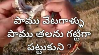 పాము వేటగాళ్ళు పాము తలను గట్టిగా పట్టుకుని ?