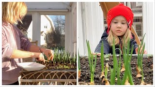 First harvest in April. We plant onions.