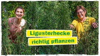 HECKE PFLANZEN: In 6 Schritten zu deiner Ligusterhecke 🍃