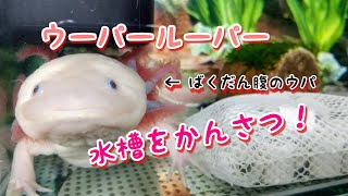 【ウーパールーパー】飼育水槽を観察！水換えしてスッキリしたので色々お話してみた！