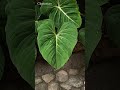 Gloriosum VS Glorious #philodendron #aroids #garden #plants #indoorplant #houseplant #tropicalgarden