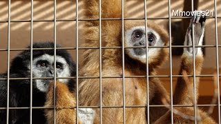 シロテテナガザルの毛繕い　コタローとアイ~Lar Gibbons