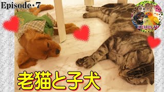 老猫と犬 仲良し 一緒に飼うに辺り初対時に不安でしたが喧嘩なしでした キャバリア　ルビー【7】Cavalier King Charles Spaniel