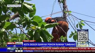 BPBD Kota Bogor Ingatkan Waspada Pohon Tumbang