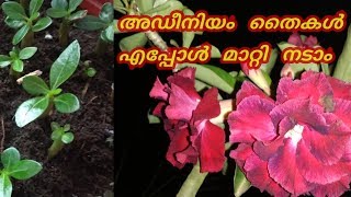 അഡീനിയം  വിത്ത്  പാകിയ  തൈകൾ എപ്പോൾ മാറ്റി  നടാം /how  to  repot adenium  seedlings?