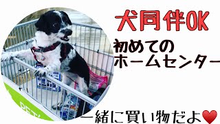 犬同伴OK 初めてのホームセンター 一緒に買い物だよ♥️