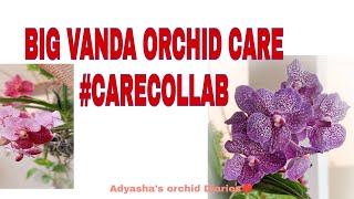 Vanda orchid care for beginners #carecollab