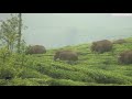 wild elephants herd and indian gaur roaming in valparai thalanar tea estate