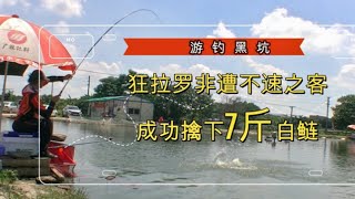 狂拉罗非，遭遇7斤大头搅局，0.8子线成功将其降服！【游钓黑坑一疯子】