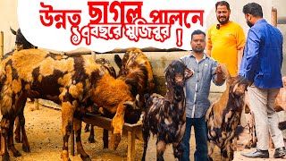 উন্নত ছাগল পালনে ১৭ বছরের অভিজ্ঞ মুজিবুর!  জানুন প্রতি বছরে ছাগল পালনে লাভ কেমন? Goat Farming