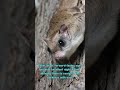 From Glides to Adaptations: Unraveling the Secrets of Flying Squirrels #shorts