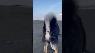 砂浜を闊歩する黒柴5歳　#お尻 #散歩 #黒柴 #犬 #柴犬 #海