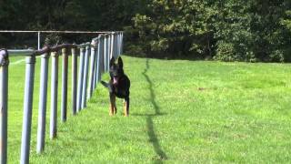 BART BELLON AND THOR - BACKWARD