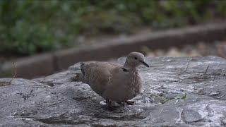 礼貌的灰斑鸠石上饮水