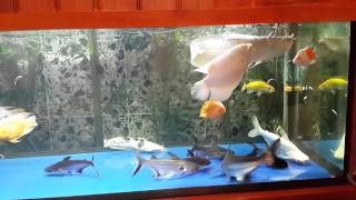 Paroon shark, bichir, arowana, tiger feeding